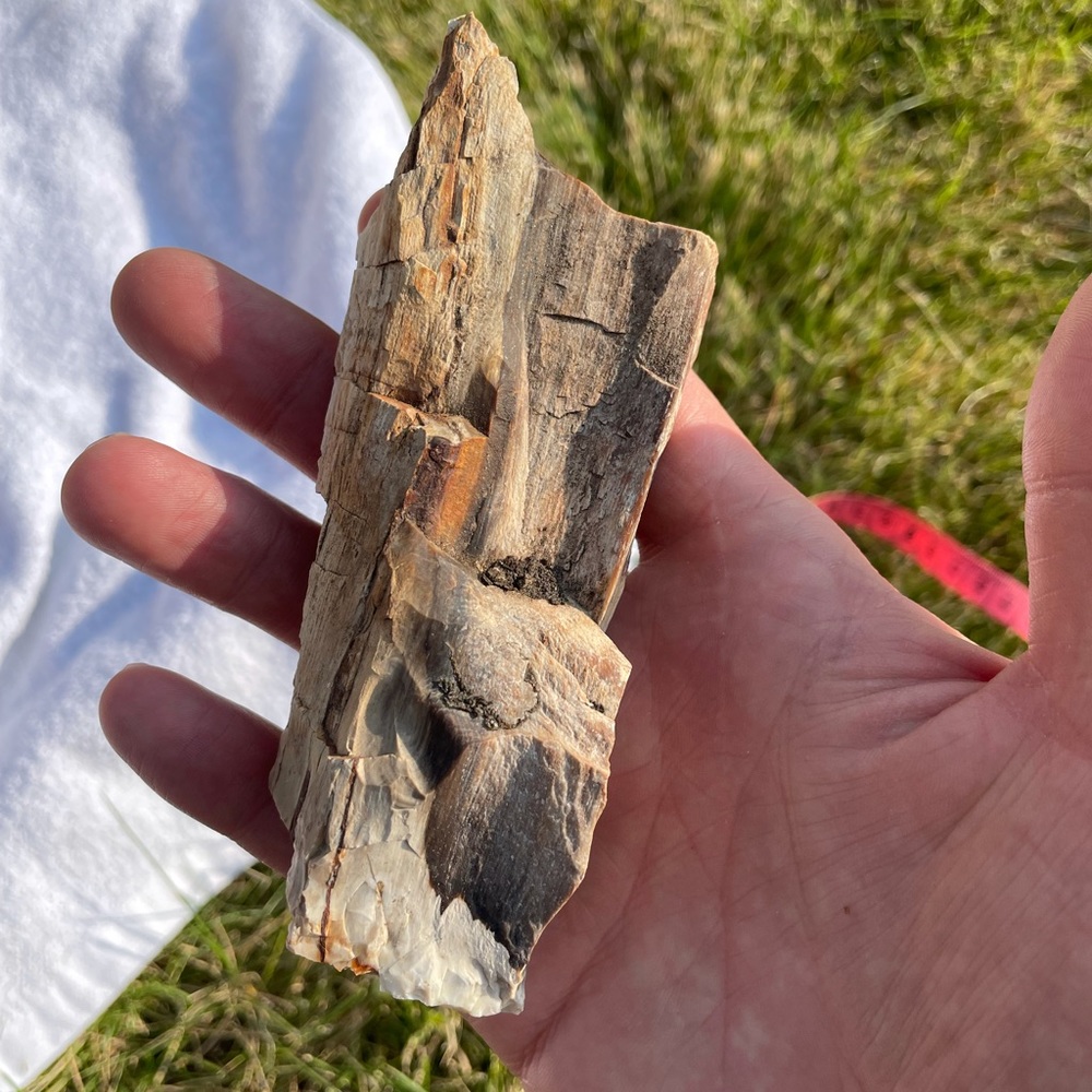 Petrified wood Northern Tahoe Nevada rock